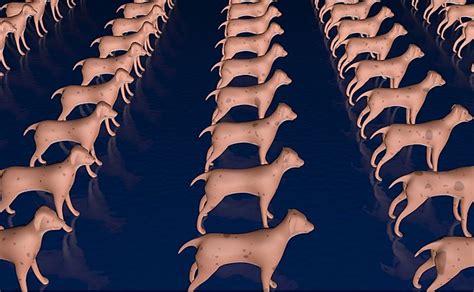 are cloned animals watched more|animal cloning research.